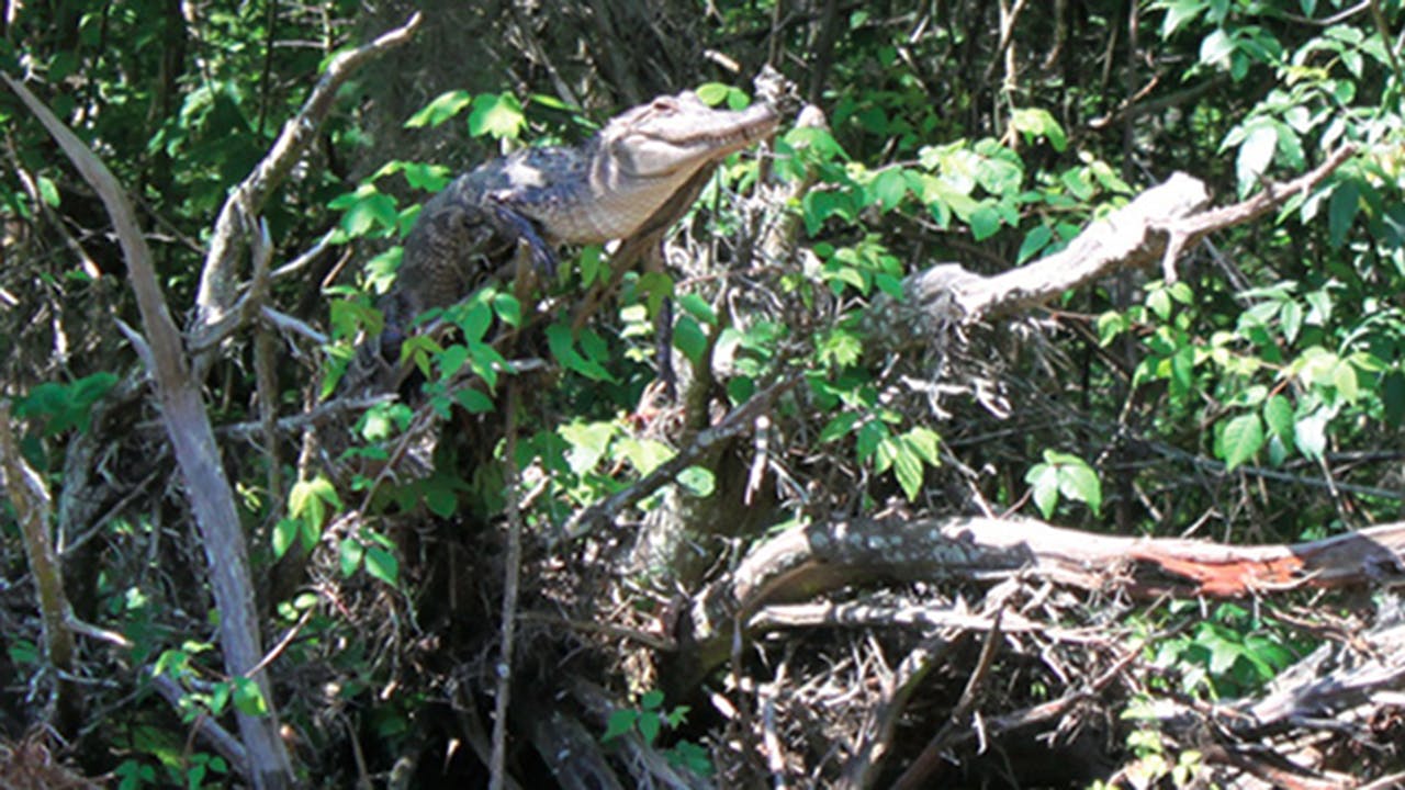 alligators climb trees - capturethecool.com