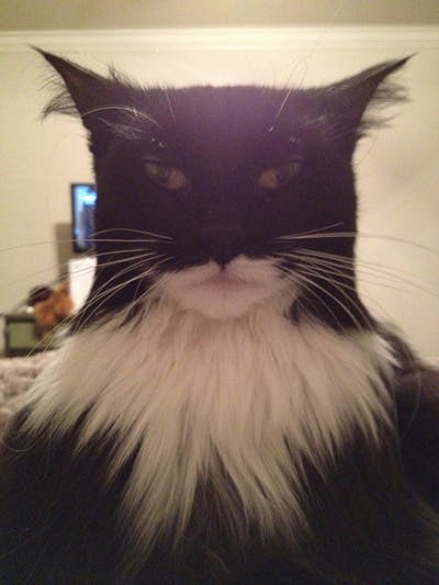 batman-cat.jpg - capturethecool.com